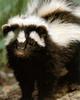 Zorilla, Striped Polecat (Ictonyx striatus)