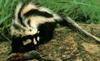 Zorilla, Striped Polecat (Ictonyx striatus)