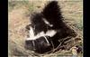 Striped Skunk (Mephitis mephitis)