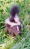 Striped Skunk (Mephitis mephitis)