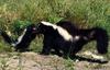 Striped Skunk (Mephitis mephitis)