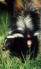 Striped Skunk (Mephitis mephitis)