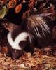 Striped Skunk (Mephitis mephitis)