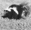 Striped Skunk (Mephitis mephitis)