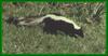 Striped Skunk (Mephitis mephitis)