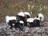 Striped Skunk (Mephitis mephitis)