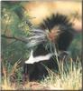 Striped Skunk (Mephitis mephitis)