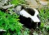 Striped Skunk (Mephitis mephitis)