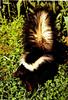 Striped Skunk (Mephitis mephitis)