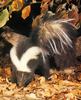 Striped Skunk (Mephitis mephitis)