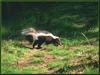 Striped Skunk (Mephitis mephitis)