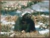 Striped Skunk (Mephitis mephitis)