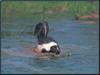 Striped Skunk (Mephitis mephitis)