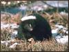 Striped Skunk (Mephitis mephitis)