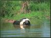 Striped Skunk (Mephitis mephitis)