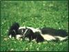 Striped Skunk (Mephitis mephitis)