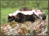 Striped Skunk (Mephitis mephitis)