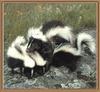 Striped Skunk (Mephitis mephitis)