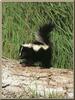 Striped Skunk (Mephitis mephitis)