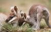 Whiptail Wallaby (Macropus parryi)