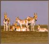 Onager / Indian Wild Ass (Equus hemionus khur)