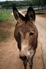 Zebra Donkey