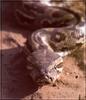 African Rock Python (Python sebae)