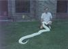 (Albino) Burmese Python (Python molurus bivittatus)