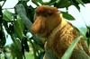 Proboscis Monkey (Nasalis larvatus)