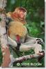 Proboscis Monkey (Nasalis larvatus)