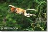 Proboscis Monkey (Nasalis larvatus)