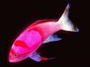 Anthias