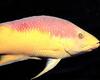 Anthias