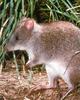 Long-footed Potoroo (Potorous longipes)