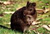 Long-nosed Potoroo (Potorous tridactylus)