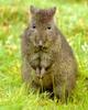 Long-nosed Potoroo (Potorous tridactylus)