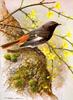 Black Redstart (Phoenicurus ochruros)