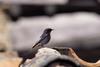 Black Redstart (Phoenicurus ochruros)