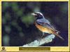 Common Redstart (Phoenicurus phoenicurus)