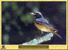 Common Redstart (Phoenicurus phoenicurus)