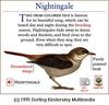 Nightingale (Luscinia megarhynchos)