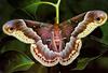 Promethea Moth (Callosamia promethea)