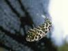 Cowfish (Ostraciidae)