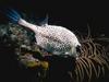 Cowfish (Ostraciidae)