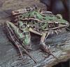 Southern Leopard Frog (Rana sphenocephala)