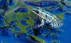 Northern Leopard Frog (Rana pipiens)