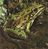 Northern Leopard Frog (Rana pipiens)