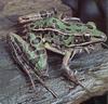 Northern Leopard Frog (Rana pipiens)