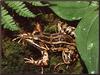 Pickerel Frog (Rana palustris)