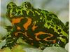 Oriental Fire-bellied Toad (Bombina orientalis)